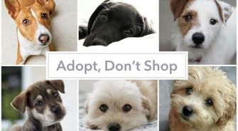 Pet adoption in the United States: Why is it harder to adopt a pet than to find a partner?